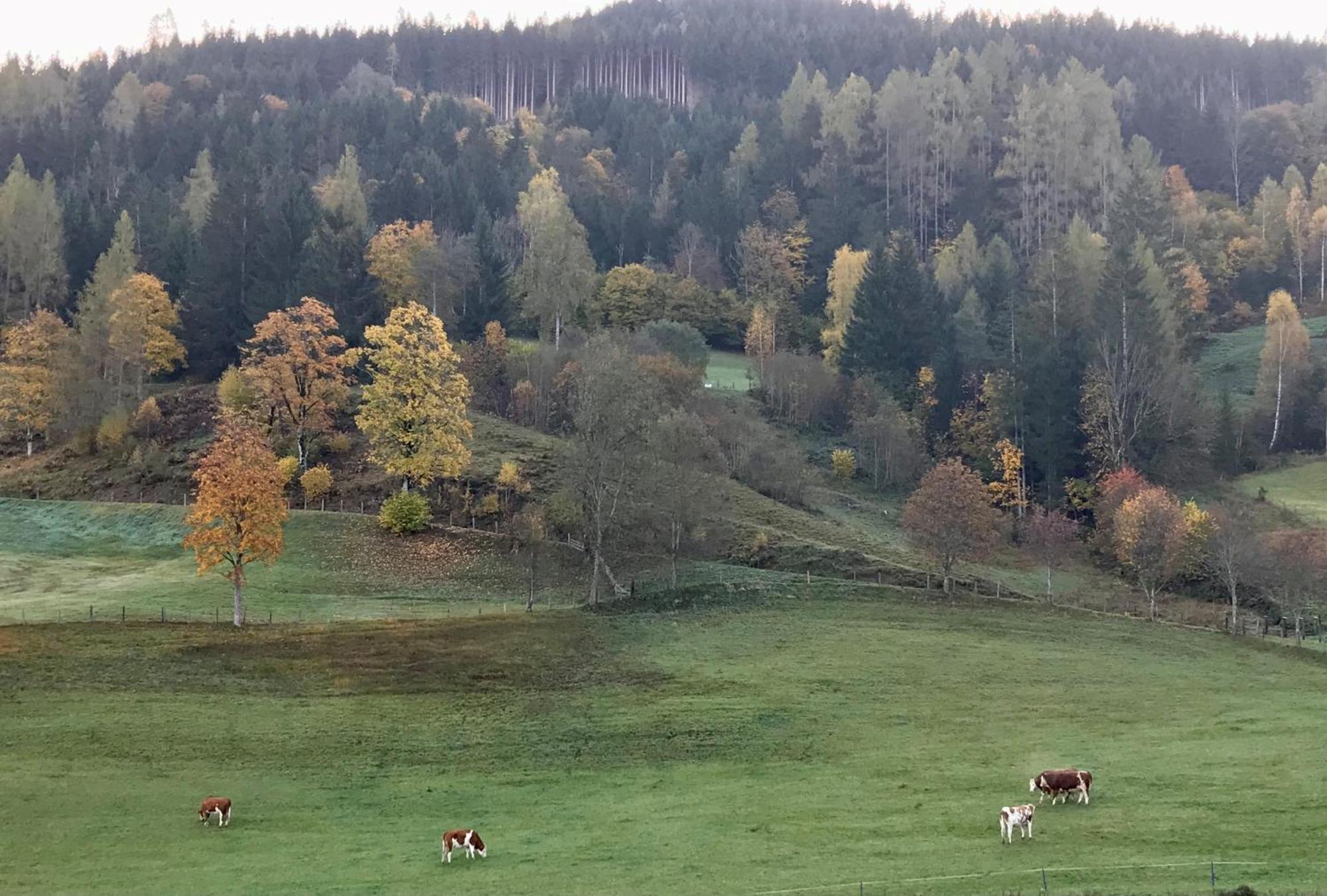 Bio Schartenhof Sankt Johann im Pongau Dış mekan fotoğraf